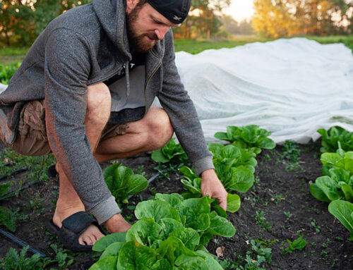 Our Favourite Gardening Tools